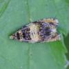 Celypha aurofasciana